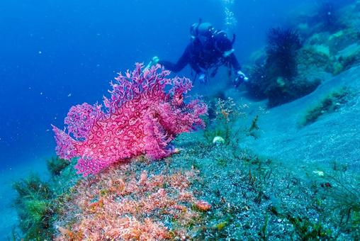 Photo, scuba diving, diving, scorpionfish, 