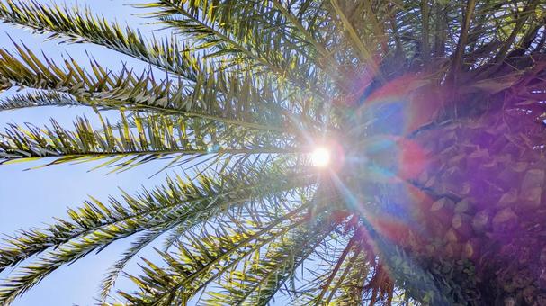 Photo, palm tree leaves, sun, sunny, 
