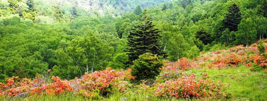 Photo, shinshu, kusaka city, gomi pond blow plateau, 