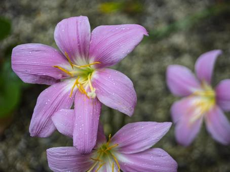 雨粒をまとったピンクのたますだれ 雨粒をまとったピンクのたますだれ たますだれ,花,ピンクの写真素材