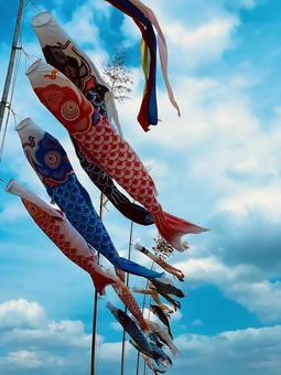 鯉のぼり 鯉のぼり 鯉のぼり,こどもの日,青空の写真素材
