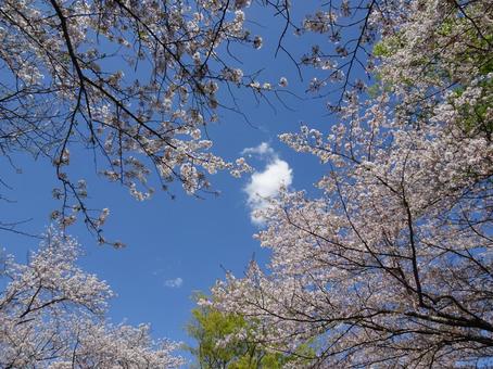 April Cherry Blossoms-64, JPG April Cherry Blossoms-64, JPG
