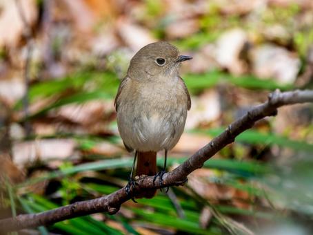 枝にとまるジョウビタキのメス・ジョビコ 枝にとまるジョウビタキのメス・ジョビコの写真