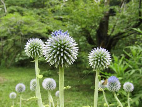 ひごたい ひごたいの写真