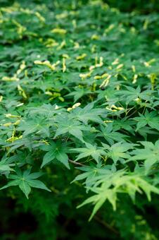 カエデの木の葉と種子 カエデ,種子,種の写真素材