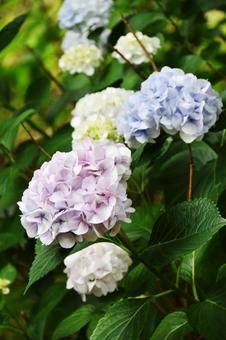 紫陽花 紫陽花の写真