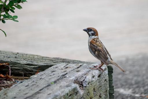 スズメ(70) スズメ(70) 鳥,スズメ,野鳥の写真素材
