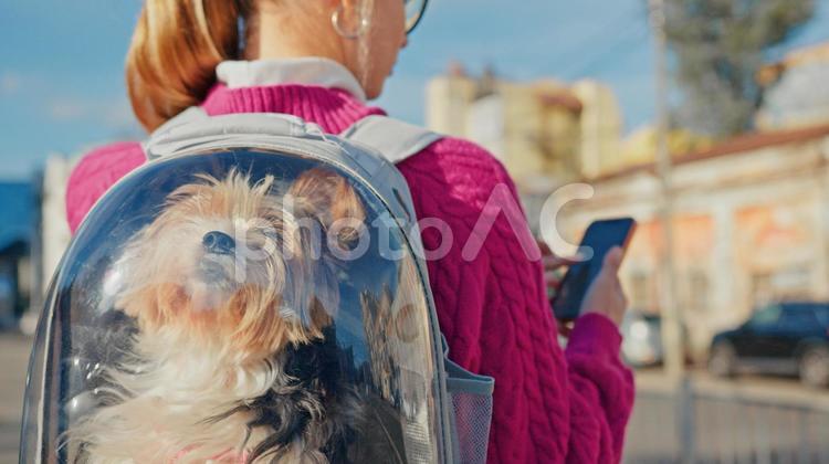 メガネの女性とヨークシャテリア 女性,ロングヘア,小型犬の写真素材