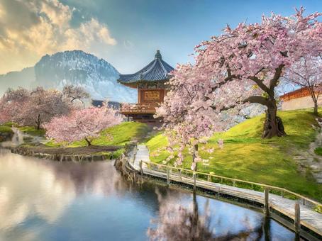 春の景色 満開の桜 春の景色 満開の桜の写真