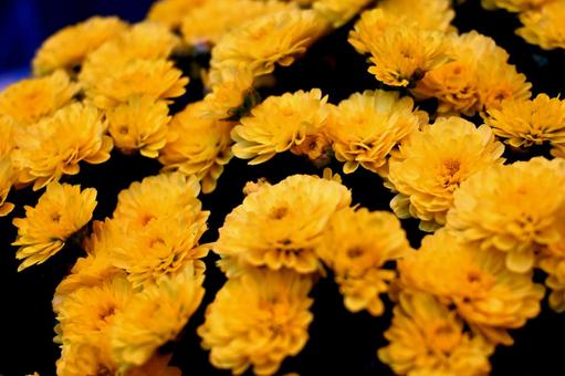 八重の小菊 菊,小菊,秋の写真素材