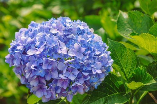 アジサイの花13 アジサイの花13 アジサイ,紫陽花,花の写真素材