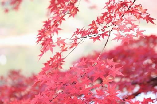 Photo, autumn leaves, maple, momiji, 