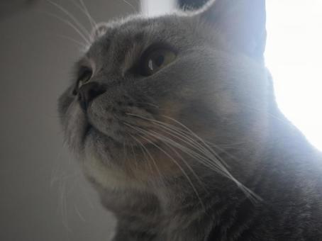 逆光の猫 逆光の猫の写真