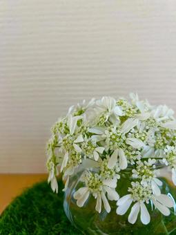 Photo, orlea, background, white flower, 