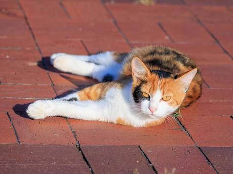 公園で日向ごっこをしていた三毛猫です。 公園で日向ごっこをしていた三毛猫です。 猫,野良猫,地域猫の写真素材