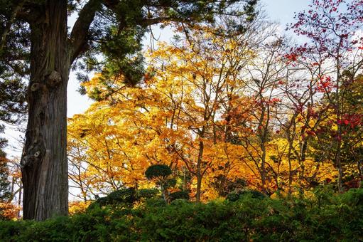 佐々木家住宅の秋景色⑴ 晩秋,紅葉,モミジの写真素材