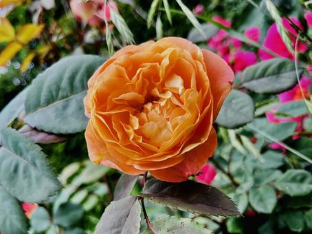 オレンジのバラ オレンジのバラ 薔薇,オレンジ,花の写真素材