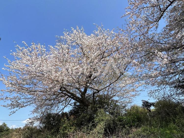 快晴の日に咲いている桜の花と木 桜,春,花の写真素材
