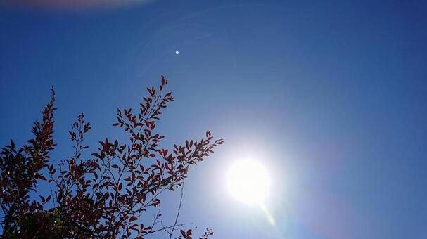 青空 青葉 太陽 青空 青葉 太陽の写真