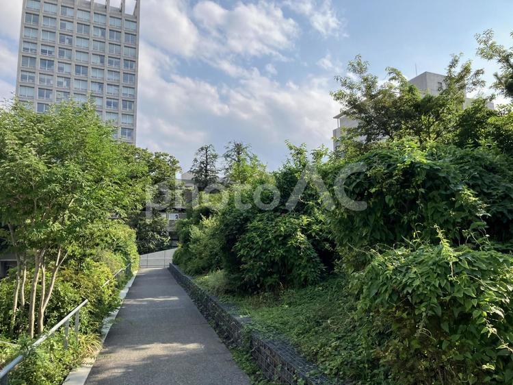 都会に残る自然の小道 都会,緑道,ビルの写真素材