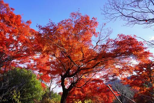 日本の晩秋(京都・嵐山) 日本の晩秋(京都・嵐山) 秋,紅葉,庭園の写真素材