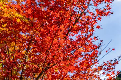 秋の青空と紅葉 紅葉,モミジ,もみじの写真素材