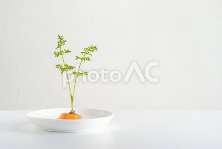 人参の再生栽培 ニンジン,野菜,再生栽培の写真素材