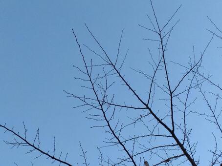 枯れ木 枯れ木,木,枝の写真素材