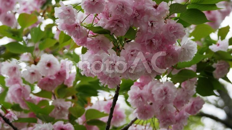 淡いピンク色の八重桜 八重桜,桜,ピンク色の写真素材