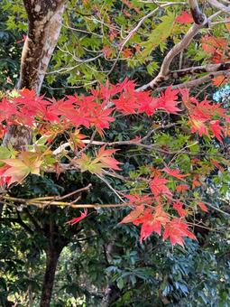 紅葉の過程が分かる木 紅葉の過程が分かる木 もみじ,鮮やか,森林の写真素材