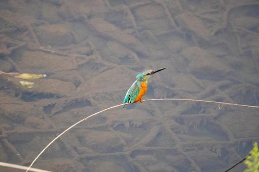 枝の上に留まるカワセミ 枝の上に留まるカワセミの写真