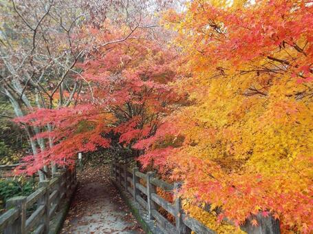 【紅葉写真】美しい紅葉 紅葉,自然,風景の写真素材