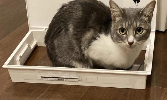 ふたに入る猫 ふたに入る猫の写真