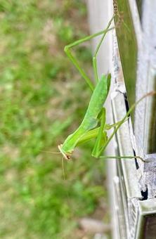 鮮やかな緑のカマキリ 鮮やかな緑のカマキリの写真