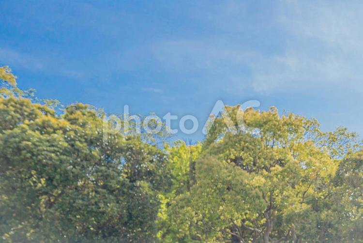晴れた日の青と緑 背景,青空,木の写真素材