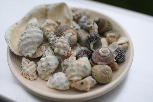 海で拾った貝殻を並べた夏の思い出 貝殻,海,夏の写真素材