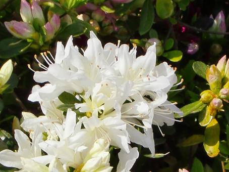 ツツジのボケ背景-13 ツツジのボケ背景-13の写真