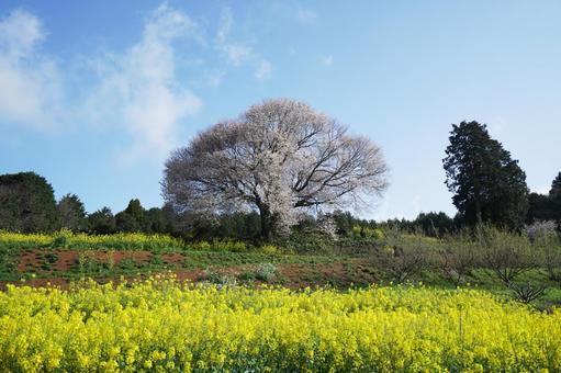 佐賀 武雄 馬場の山桜 遠景9 佐賀 武雄 馬場の山桜 遠景9 馬場の山桜,桜,山桜の写真素材