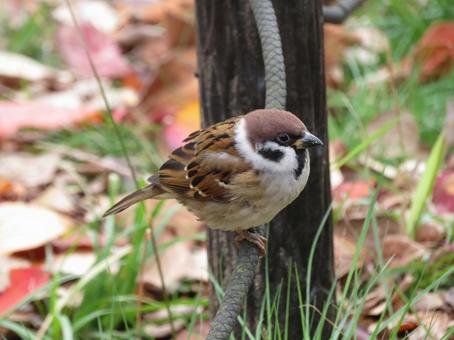 柵のロープに止まったスズメ 柵のロープに止まったスズメ スズメ,雀,野鳥の写真素材