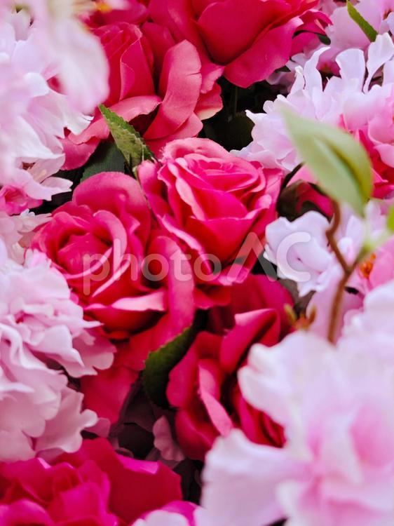 薔薇と桜の壁紙5 薔薇,桜,ピンクの写真素材