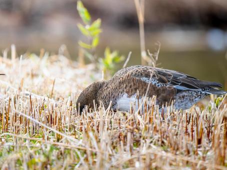 Wigeon duck walking on the ground, JPG