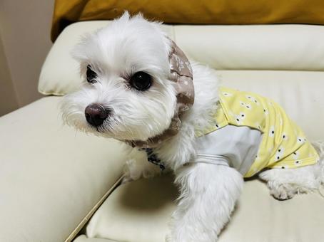 犬のスヌード 犬のスヌード マルチーズ,犬,ペットの写真素材