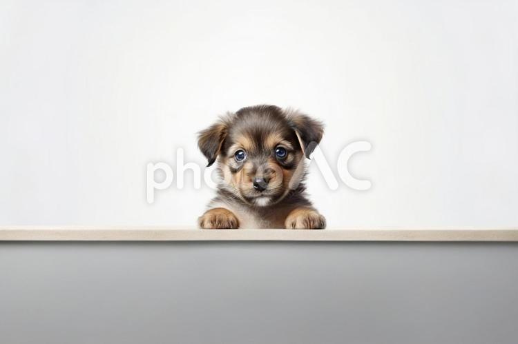 かわいい子犬 犬,わんこ,コピースペースの写真素材