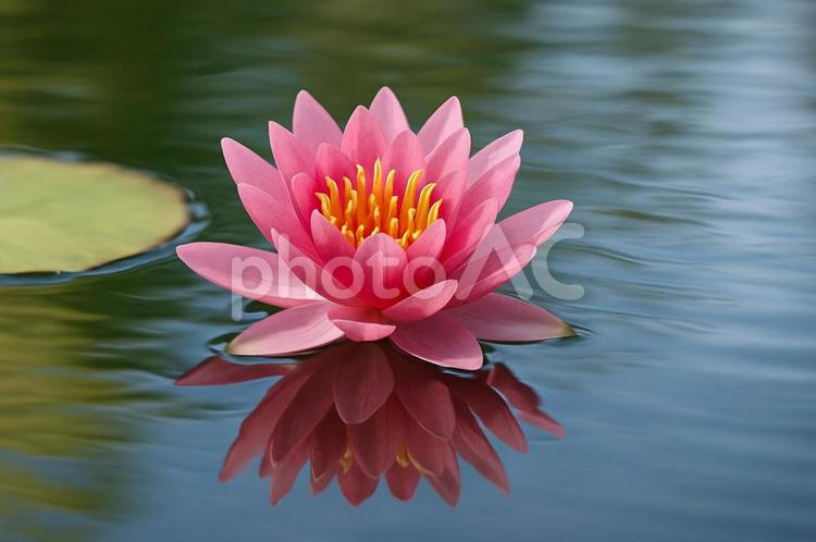 水面に咲くピンクの蓮の花・スピリチュアル 蓮の花,ピンク,水面の写真素材