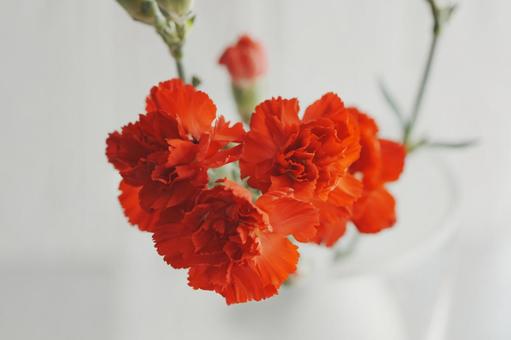 Red carnations in a vase, JPG Red carnations in a vase, JPG