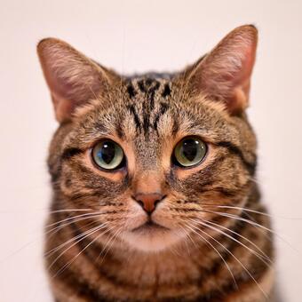 ねこ ねこ,動物,しま模様の写真素材