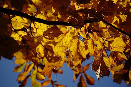 紅葉した葉 紅葉した葉 紅葉,葉,秋の写真素材