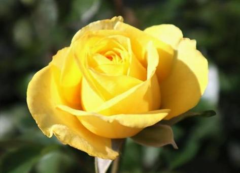 ゴールデンフラッシュ（バラ、谷津バラ園） バラ,黄色,秋の写真素材