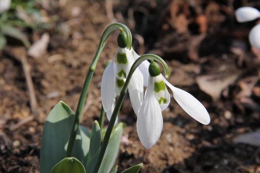 Photo, snow drop, flour, fishing bell type, 