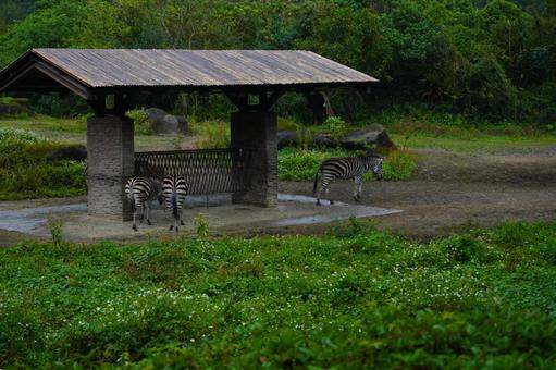 動物園のシマウマ 動物園のシマウマ シマウマ,動物園,動物の写真素材